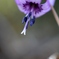 カタクリの花