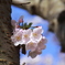 幹桜