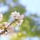 桜新緑