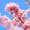 河津桜