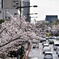 桜の目線で