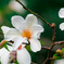 井の頭公園の花