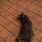 ベランダでのびる猫
