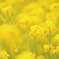 菜の花