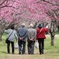 桃の花のトンネルと微笑ましい二組の老夫婦