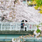 桜を撮る人を撮る-2