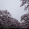 上野の桜