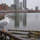 鳥さん何思うｗ