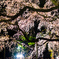 六義園のしだれ桜