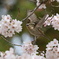 ワーイ桜だ！