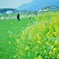 菜の花◎