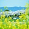 菜の花と桜～◎