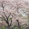 残冬の桜かな。。