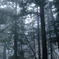 霧林