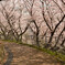 桜も満開
