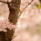 桜色の季節