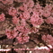 夜桜