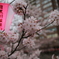 桜まつり