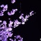 夜桜