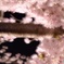 夜の桜
