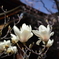 開花