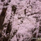 花盛り