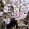 猿と桜