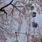 桜のある遊園地