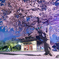 夜桜