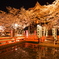 夜桜