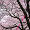 sakuranoenn2