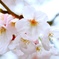 横浜・大岡川の桜