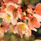 夜桜