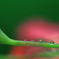 花弁