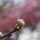 小さな虫の飛翔　桃の蕾から