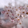 桜②