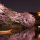 満開夜桜を船はゆく