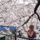 桜の木の下で
