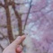 桜よ明日へ届け