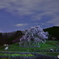 咲き誇る桜①
