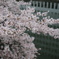 お堀の桜