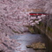 桜 上水 赤橋