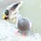 鳩とカモ