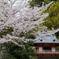桜2