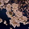 王子動物園 夜桜通り抜け 2016.04.02