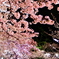 王子動物園 夜桜通り抜け 2016.04.02