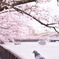 桜と鳩