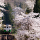 cherry blossoms railway