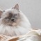 High Society Cat