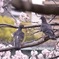 桜と鳩②